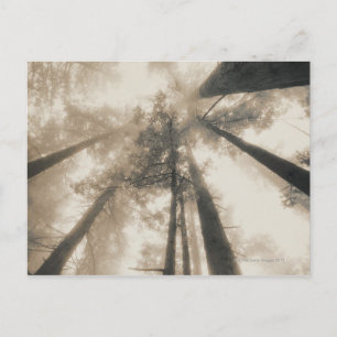 Redwood Forest, Noord Californië Briefkaart