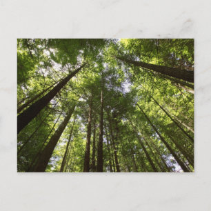 Redwood Forest, Rotorua, Nieuw-Zeeland 2 Briefkaart