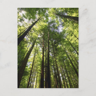 Redwood Forest, Rotorua, Nieuw-Zeeland Briefkaart