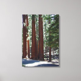 Redwood Forest Sequoia Tree Wall Art Canvas Afdruk