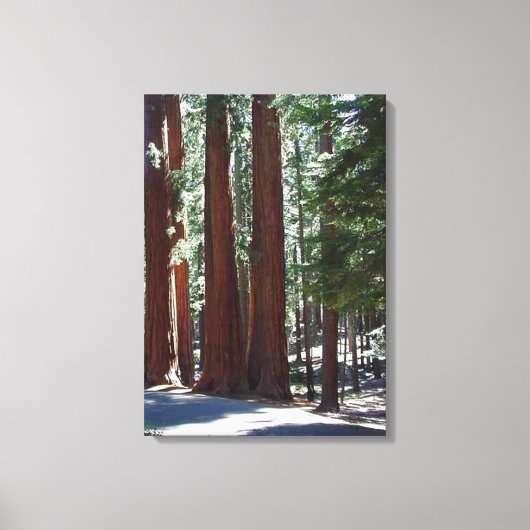 Redwood Forest Sequoia Tree Wall Art Canvas Afdruk (Voorkant)