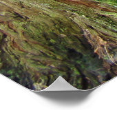 Redwood Forest Trees art prints California Redwood (Hoek)