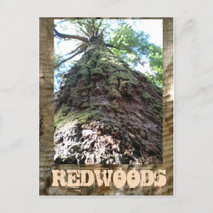 Redwood Giant Briefkaart