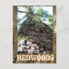 Redwood Giant Briefkaart