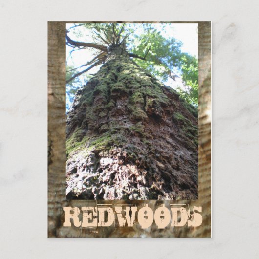 Redwood Giant Briefkaart (Voorkant)