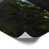 Redwood Grove Poster (Hoek)