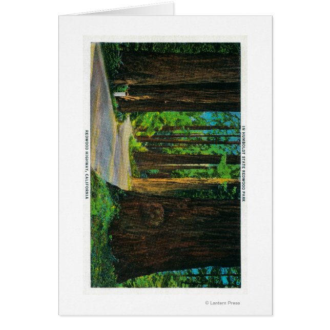 Redwood Highway in Humboldt State Redwood Park (Voorkant)