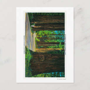 Redwood Highway in Humboldt State Redwood Park Briefkaart
