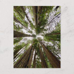 Redwood National and State Parks, Californië Briefkaart