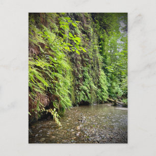 Redwood National and State Parks, Californië Briefkaart