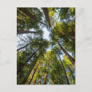 Redwood National and State Parks, Californië Briefkaart