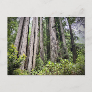 Redwood National and State Parks, Californië Briefkaart