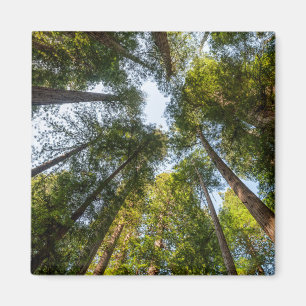 Redwood National and State Parks, Californië Magneet