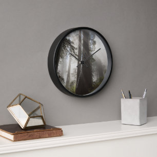 Redwood National Park Californië