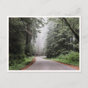 Redwood National Park Californië Bomen Briefkaart