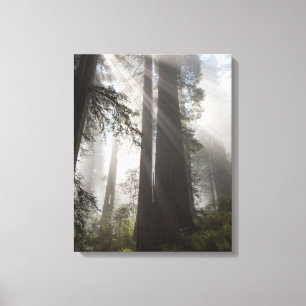 Redwood National Park Californië Canvas Afdruk