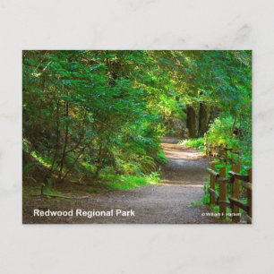 Redwood Regionaal Park Californië Producten Briefkaart