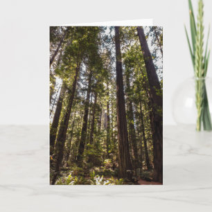 Redwood Trees - Blank Wenskaart Kaart