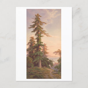 Redwood Trees California  Prang Lithograph Briefkaart