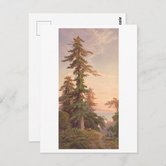 Redwood Trees California Prang Lithograph Briefkaart (Voorkant / Achterkant)