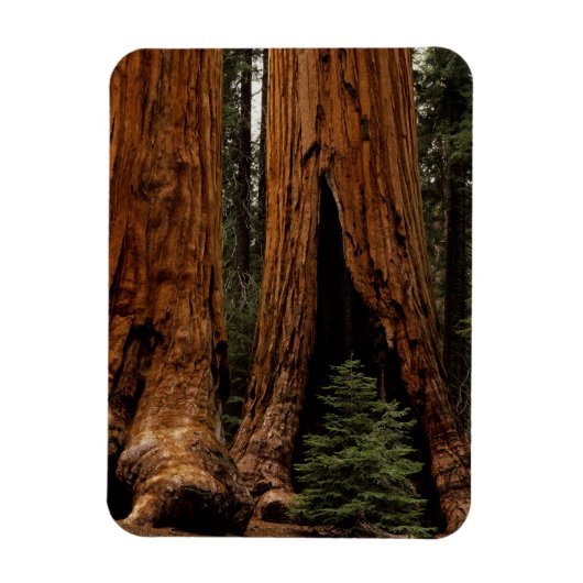 Redwood Trees, Sequoia National Park. Magneet (Verticaal)
