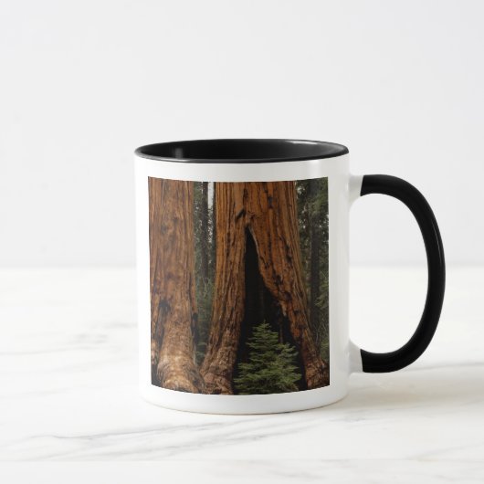 Redwood Trees, Sequoia National Park. Mok (Rechts)