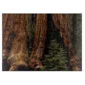 Redwood Trees, Sequoia National Park. Snijplank (Voorkant)