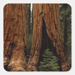 Redwood Trees, Sequoia National Park. Vierkante Sticker