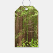 Redwood Treins bij Muir Bossen National Monument Cadeaulabel (Voorkant)
