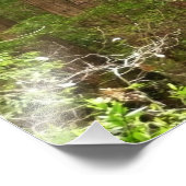 Redwood Treins bij Muir Bossen National Monument Foto Afdruk (Hoek)