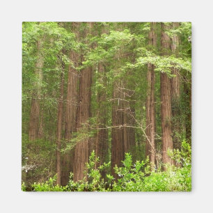 Redwood Treins bij Muir Bossen National Monument Magneet