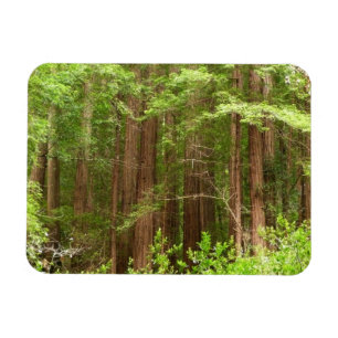 Redwood Treins bij Muir Bossen National Monument Magneet