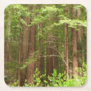 Redwood Treins bij Muir Bossen National Monument Vierkante Kartonnen Onderzetter