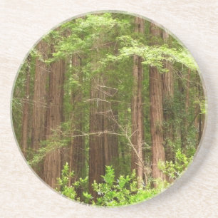 Redwood Treins bij Muir Bossen National Monument Zandsteen Onderzetter