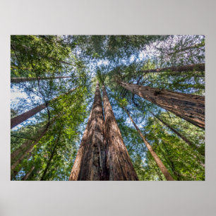 Redwoodbomen Marin County, Californië Poster