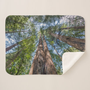 Redwoodbomen Marin County, Californië Sherpa Deken