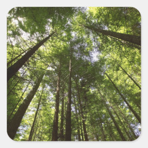 Redwoodbos, Rotorua, Nieuw-Zeeland 2 Vierkante Sticker