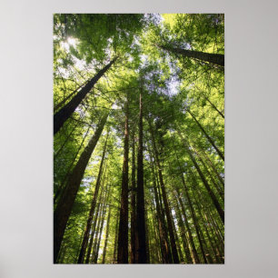 Redwoodbos, Rotorua, Nieuw-Zeeland Poster