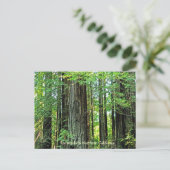 Redwoods dans la carte postale de la Californie du (Debout devant)