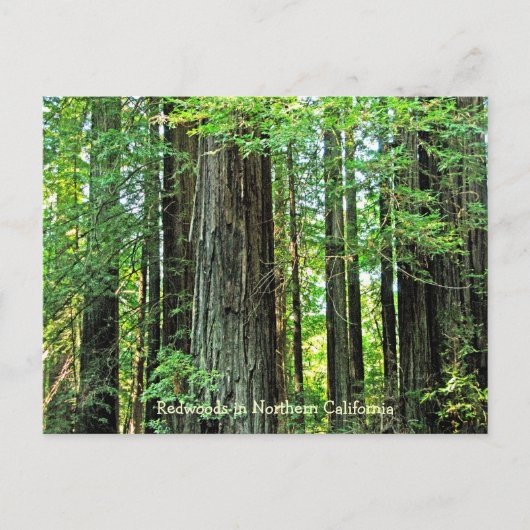 Redwoods dans la carte postale de la Californie du (Devant)