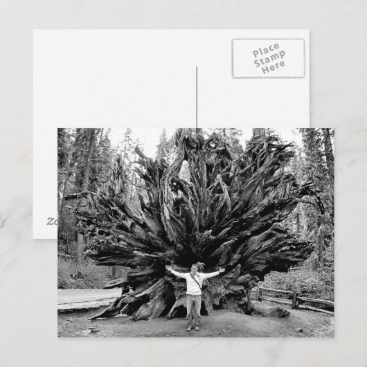 Redwoods géant - Carte postale (Devant / Derrière)
