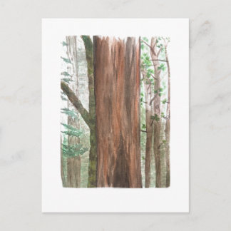 redwoods postcard briefkaart