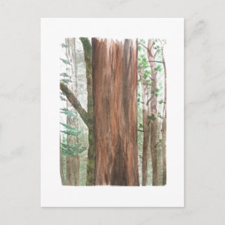 redwoods postcard briefkaart