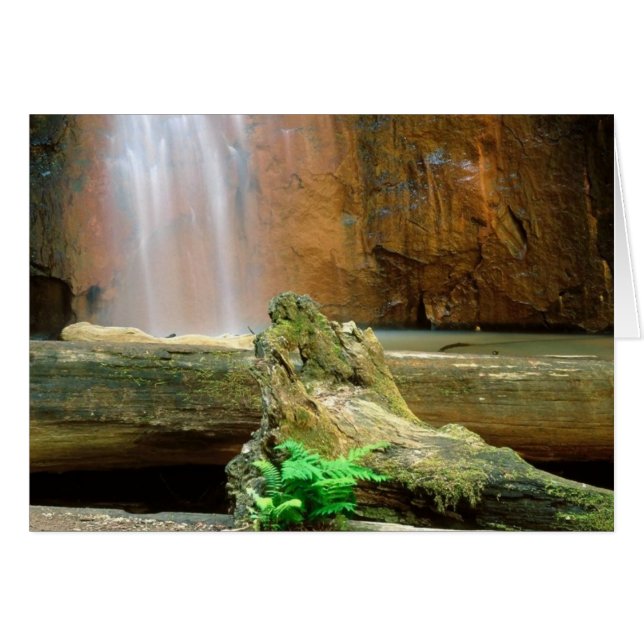 Redwoods State Park, CA (Devant horizontal)