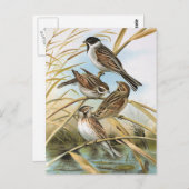 Reed Buntings  Bird Illustration Briefkaart (Voorkant / Achterkant)