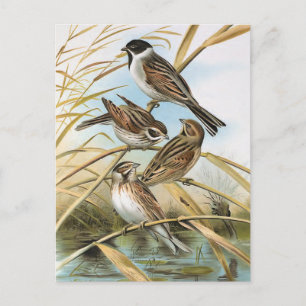 Reed Buntings Bird Illustration Briefkaart