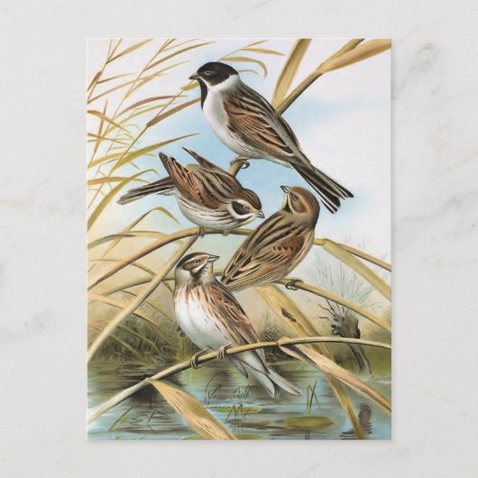 Reed Buntings  Bird Illustration Briefkaart (Voorkant)