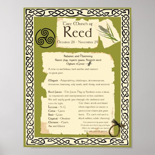 REED CELTIC SACRED TREE POSTER (Voorkant)