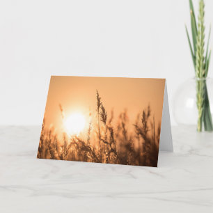 Reed Sunset Natuur Foto Kaart