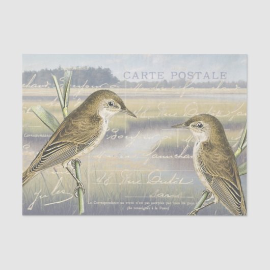 Reed Warbler Bird Marsh Frans Script Decoupage Tissuepapier (Voorkant)